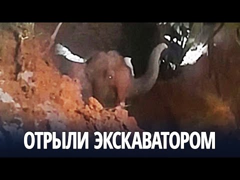 Слонёнка, упавшего в колодец, спасли в Индии
