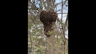 First Honey Bee Swarm for 2024.. Swarm Season is on for catching your Free Honey Bees!!