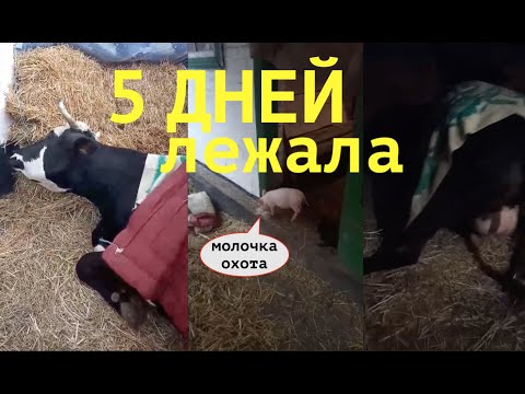 Вопрос: Как избежать пареза у коровы после отела?