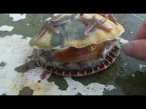 Video: Jūros kriauklės ir kriauklės