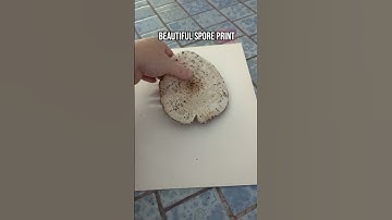🍄 How to Make a Spore Print from a Toxic Mushroom 🍄