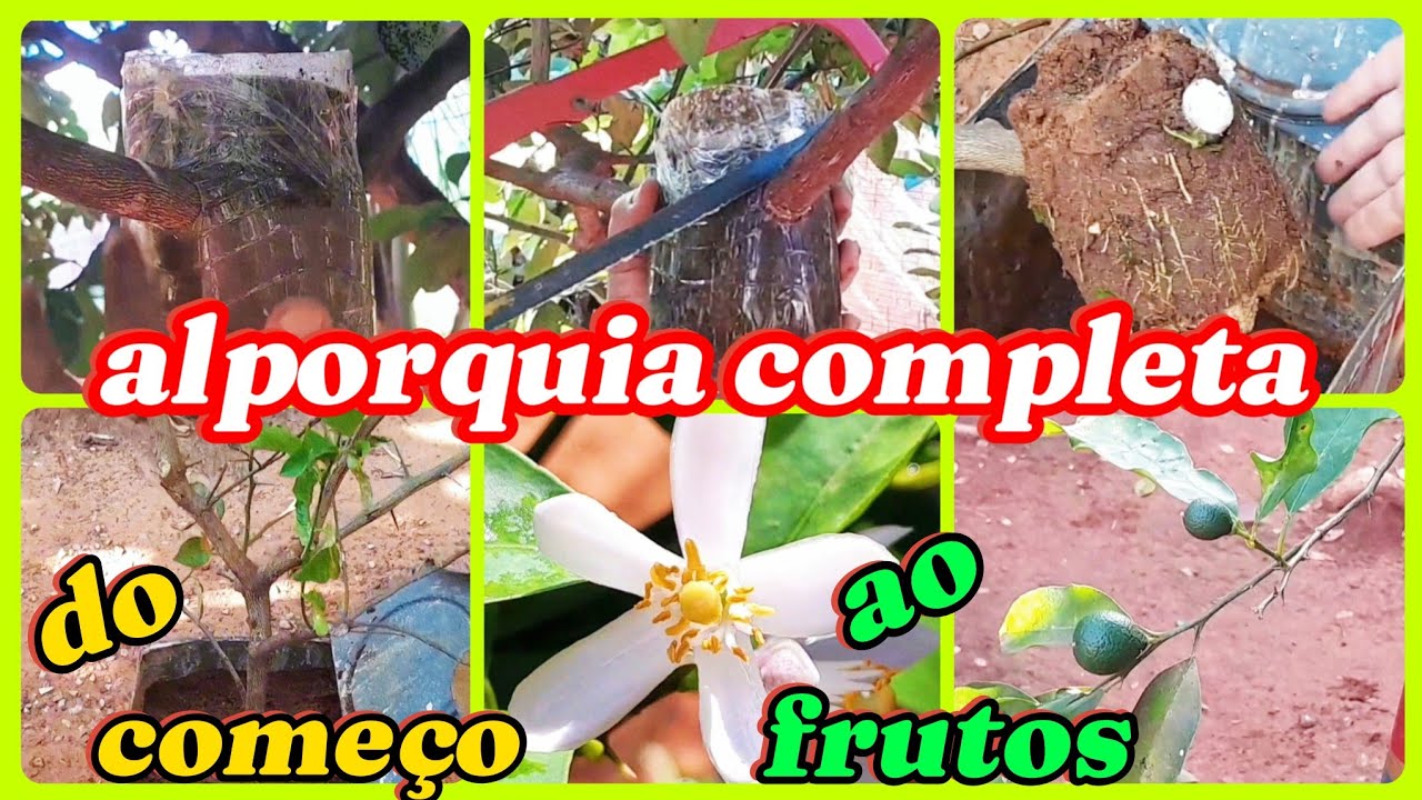 Como fazer, retirar e plantar  mudas de limão(ALPORQUIA - CLONE)?(do começo aos frutos)!