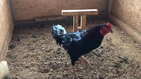 Nrog kuv mus saib qaib ej ntawb