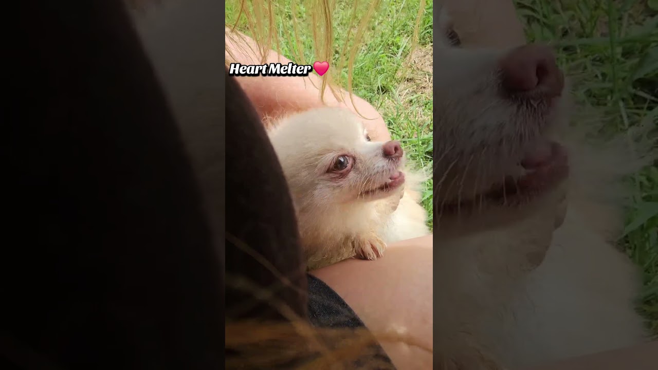 POV: Your New Best Friend in Action 🐾 | Meet Willow