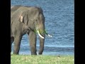 Beautiful tusk elephant | 野生のキバゾウ | Tusker | Animals | Wildlife | Wild animals | Elephant #shorts