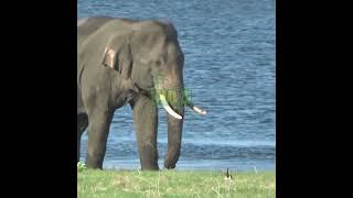 Beautiful Tusk Elephant | 野生のキバゾウ | Tusker | Animals | Wildlife | Wild Animals | Elephant #Shorts