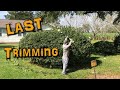 LAST Bush Job For 2021 | Trimming With Battery RYOBI