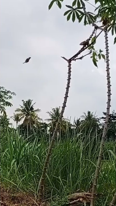 pikat burung gereja mp3