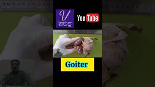 Goiter part 06 #Goiter #goat #fetus