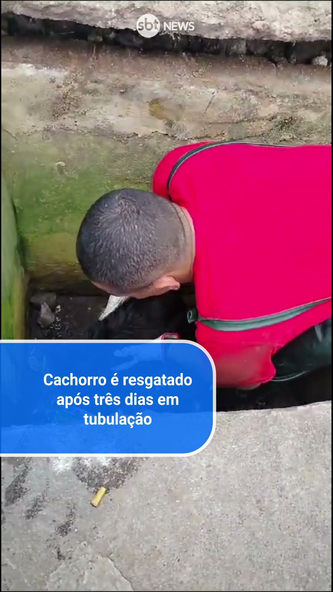 Cachorro é resgatado após três dias dentro de tubulação em SP