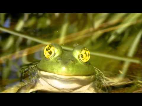 REAL LIFE HYPNOTOAD - SEASON 2