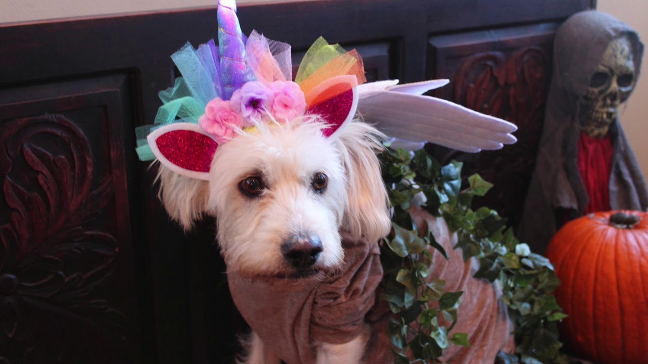 The Wags Club Top Rated Dog Daycare in Los Angeles, CA YouTube