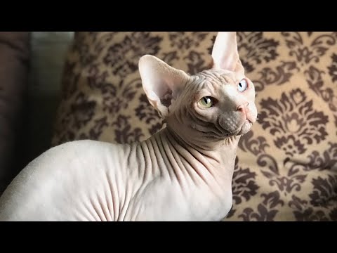 Бюджетное средство для обработки глаз у кошек😽 #сфинксы #котики