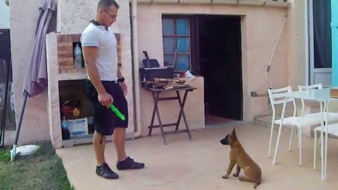 Malinois Chiot De 2mois Et Demi Youtube