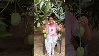 mango ripe on the tree#mango #shortvideo #ytshorts #gardening