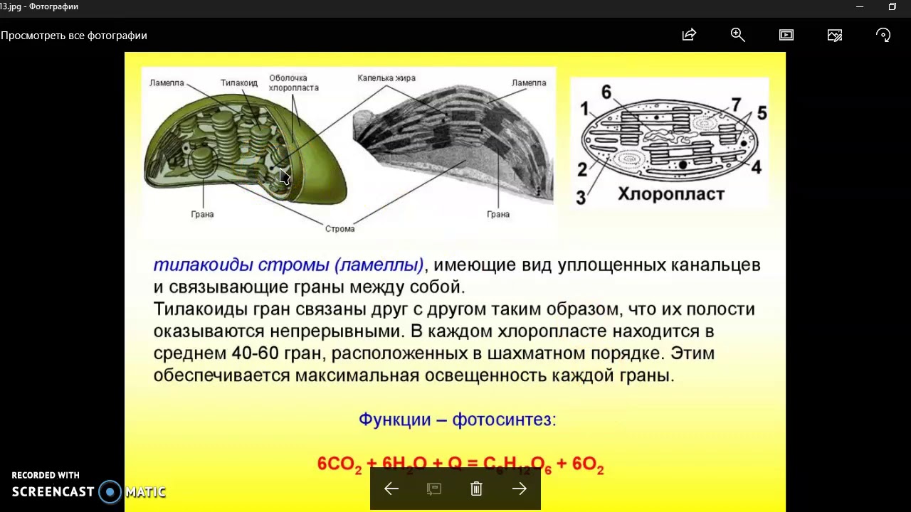 Функция органоида хлоропласт. Строение хлоропласта ЕГЭ. Хлоропласты функции. Хлоропласты строение и функции.