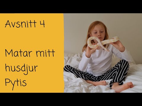 Avsnitt 4 - Matar mitt husdjur Pytis 🐍🐁