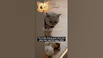 4 dấu hiệu mèo sắp rời xa bạn - Pet Corner