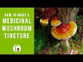 How to make a double extract medicinal mushroom tincture stepbystep guide  grocycle