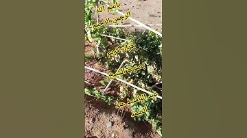 قران كريم بصوت الشيخ عبد الباسط عبد الصمد 😍🤲😍 #اكسبلور