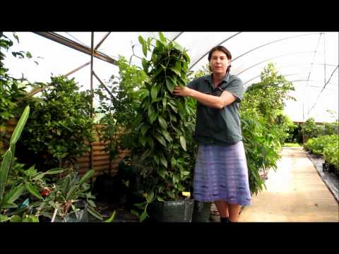 ვიდეო: ინფორმაცია პეპლის ვაზის შესახებ: როგორ გავზარდოთ ყვითელი ორქიდეის ვაზის მცენარეები