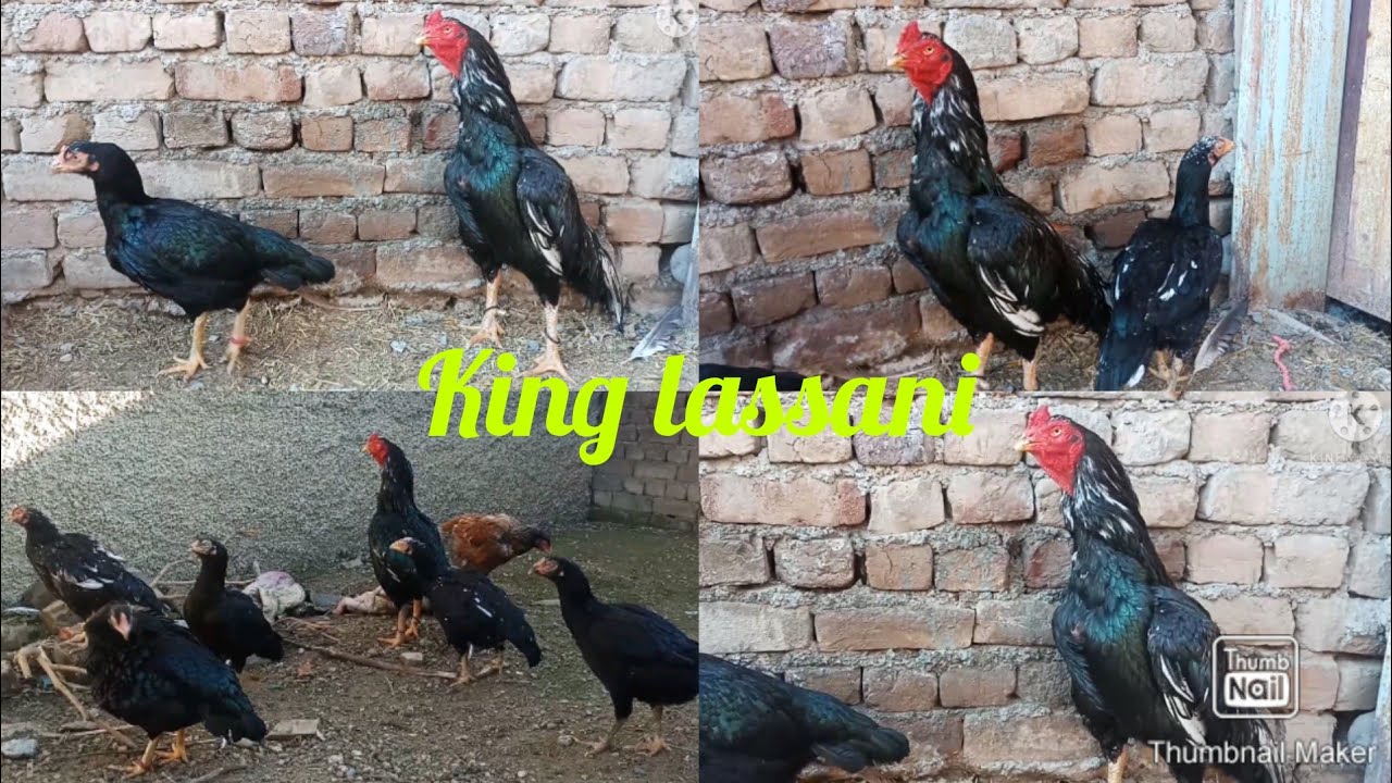 Lassani King  King Lassani  Waheed Ahmed Aseel