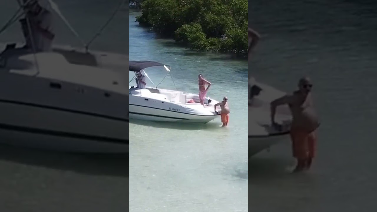 Shark Attacks Stingray