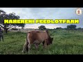 MARERENI FEEDLOTFARM MARERENI FEEDLOTFARM