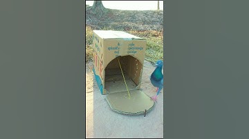 Survival EASY simple quails trap / Underground quails trap #shorts