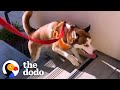 Wobbly Husky Teaches Himself To Climb Stairs  | The Dodo Faith = Restored