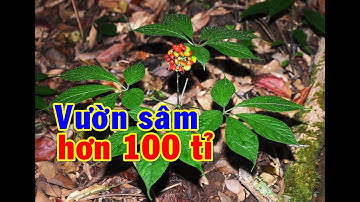Xem vườn sâm Ngọc Linh giá trị hơn 100 tỉ đồng