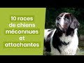 10 races de chiens meconnues et attachantes