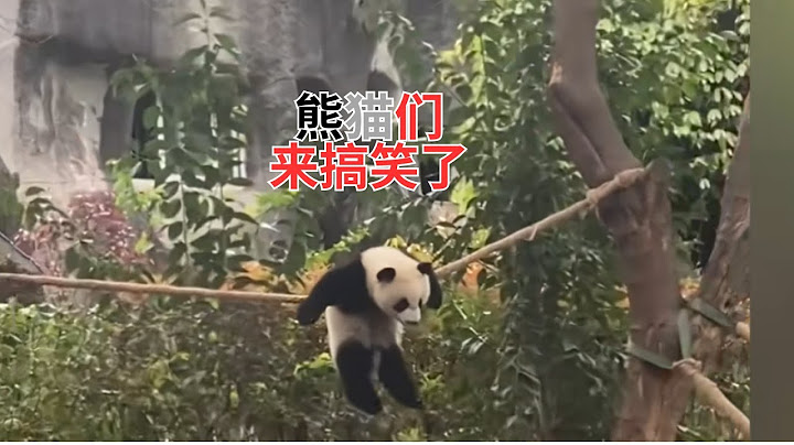 大熊貓們最想刪除的視頻 - 天天要聞