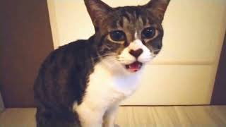 【声マネしてみた】I tried to imitate the sound of a cat meowing... by 💛猫のカノコ💙【ｵｯﾄﾞｱｲ】 2,868 views 1 month ago 25 seconds