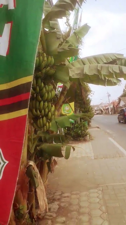 POHIN PISANG NANGKA AMBON DIPINGGIR JALAN RAYA DEMAK