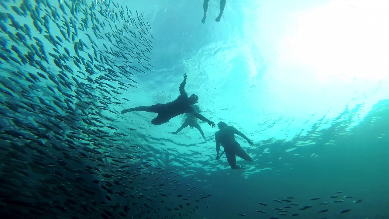 Sardine Run Moalboal Cebu Philippines Panagsama Beach YouTube