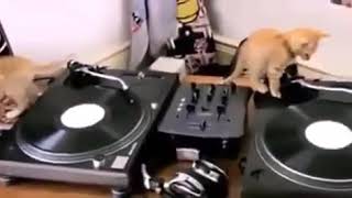 DownloadKucing dj MP3 MP4 Kucing dj