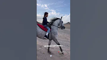 طفلة صغيرة تتحكم بالفرس السعودية خيل 