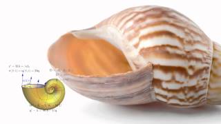 The Mathematics of Sea Shells