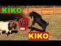 Kiko vs Kiko | Bucks Battle for Dominance | Goat King