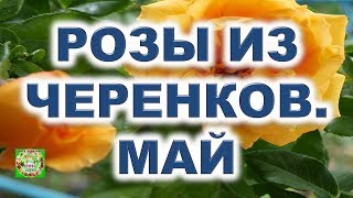 Розы из черенков. Май. Жизнь без бутылки. Первая подкормка