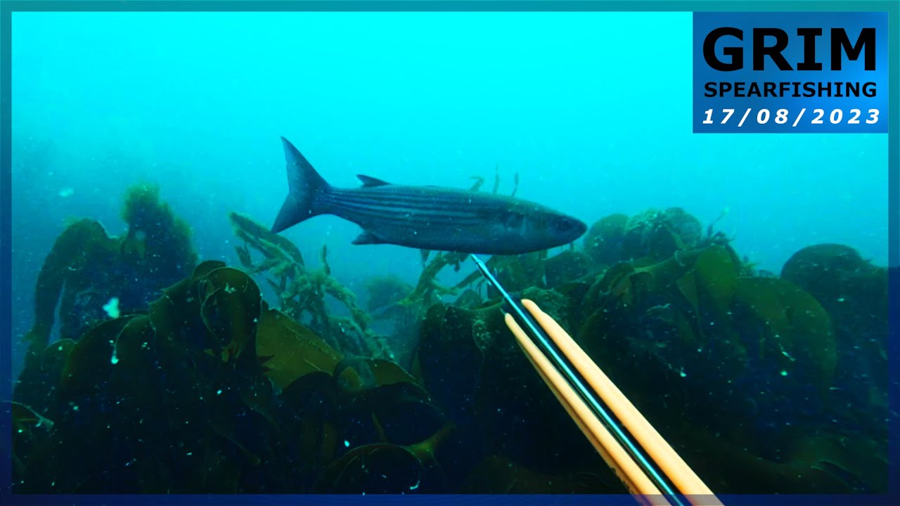 Chasse sous-marine (Côtes d'Armor 22) - Agachons en toute discrétion, mulets, dorades & bars