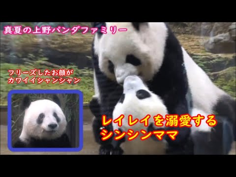 レイちゃん、ママと楽しくわちゃわちゃ＆シャンシャン、フリーズしてカワイイ　真夏の上野パンダファミリー 2022.08.06&07撮影分