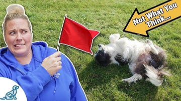 Stop Calling These 🚨 RED FLAGS 🚨  "Cute" Dog Behaviours