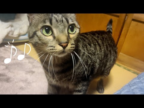 歌うと上手に合いの手を入れてくれる猫 Cat singing together