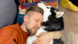 Husky Yuki Сontinues To Receive Treatment We Got The Results Back From The Veterinary Clinic