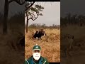 Buffalos 🆚 Lions 🤯 バッファロー対ライオン😲 #youtubeshorts #viral
