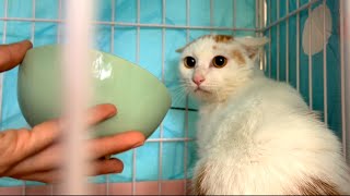 [CC SUB] The cat had just entered the cage and was about to be neuteredthe owner abandoned him