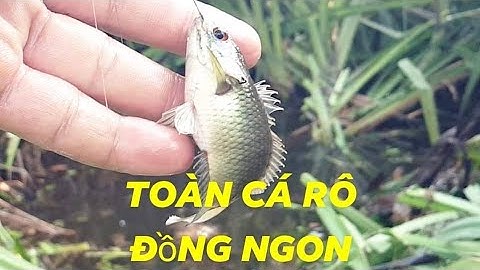 Câu cá rô đồng cần tay bằng mồi trứng kiến cá ăn liên tục @caudaotv7173