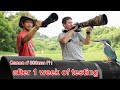 Review of Canon RF 800mm f11 - Good wildlife lens for video and photo? - OkiPixelFinders